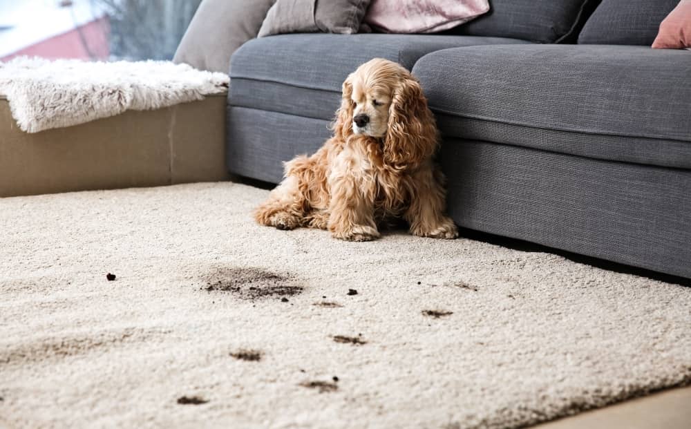 Many carpet cleaning professionals will now use eco-friendly products that are also safe to use around pets and children.